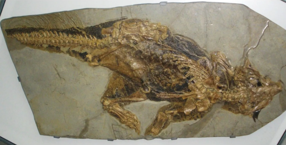 著名鹦鹉嘴龙化石腿上的标记表明，其生活在茂密丛林之中。© Wikimedia Commons/Ghedoghedo