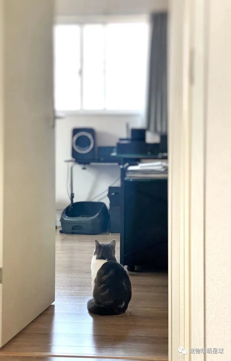 主人离家,猫咪在房间门口静坐,落寞背影引人深思…__凤凰网