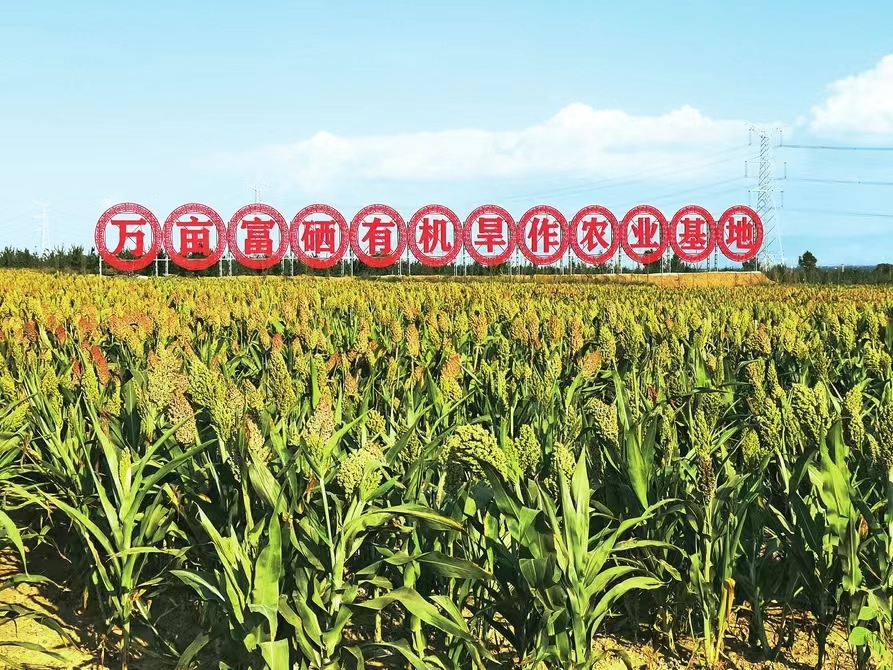 山阴县万亩富硒高粱有机旱作农业基地