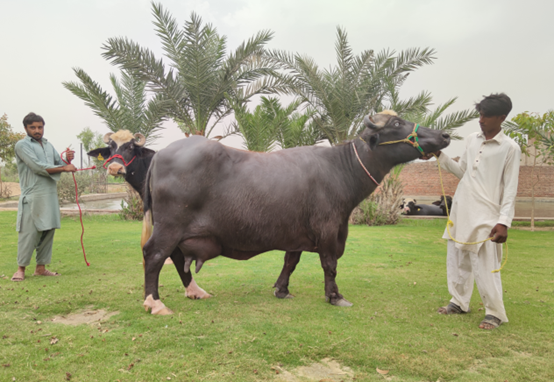 皇氏集团加速引进巴基斯坦尼里拉菲水牛优质种源进程