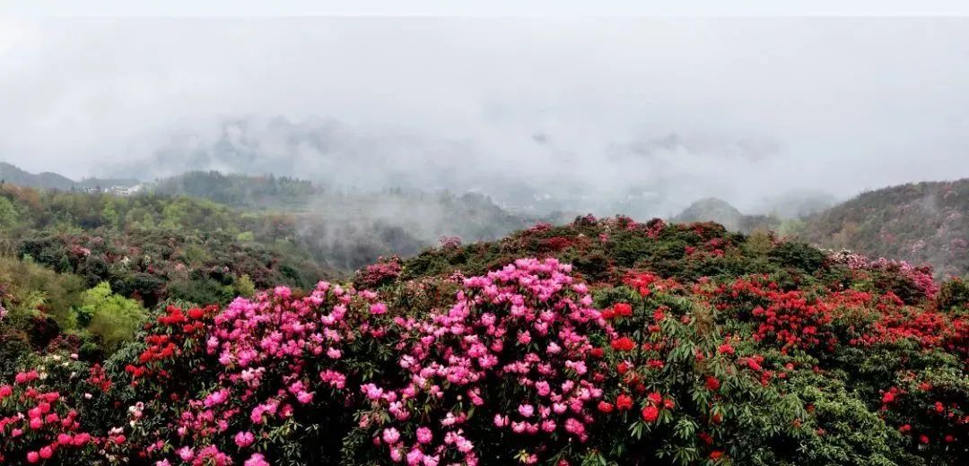 “地球彩带、世界花园”！贵州百里杜鹃风景区到了最美时刻，约吗？