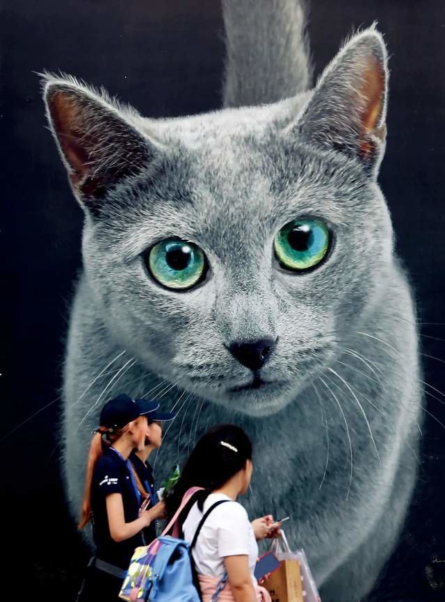 2019年8月21日,第22届亚洲宠物展在上海开幕,展会除了展示各种宠物外,还涵盖了猫狗食品、智能生活、医疗保健、美容等产业链。图/视觉中国