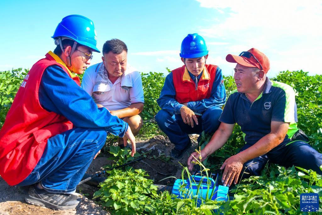 在位于新疆玛纳斯县境内的一处棉田里，国网新疆电力有限公司玛纳斯县供电公司工作人员与种植户徐荣文（右一）、沈有军（左二）一起检查滴灌电磁阀供电情况（6月30日摄）。