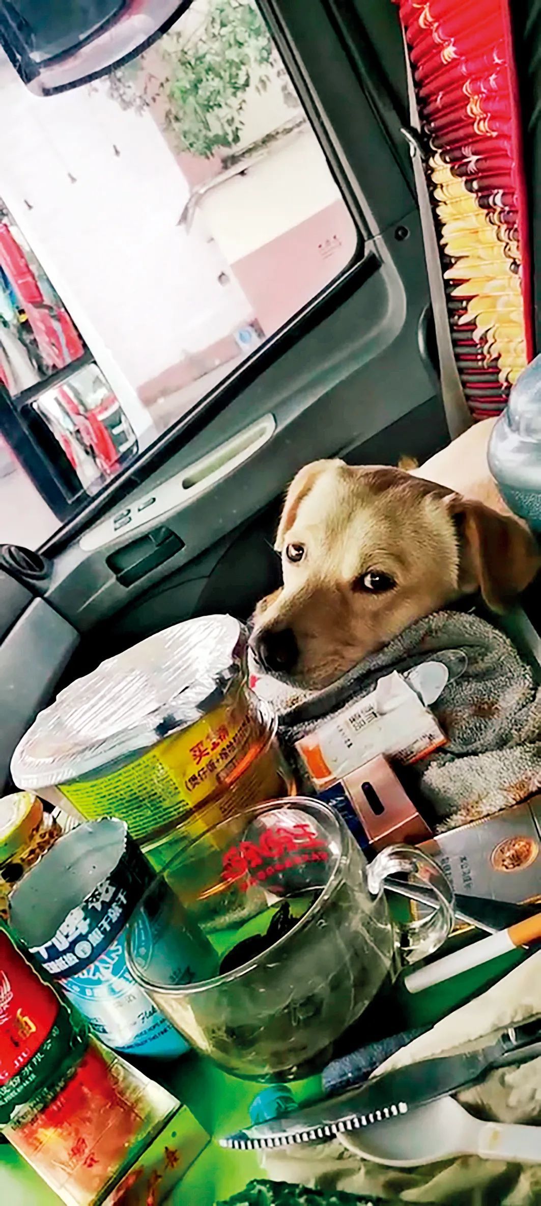 4月15日，上海闵行区，孟勇的小狗“哈密”在副驾驶座上和他一起等待解封。图/受访者提供