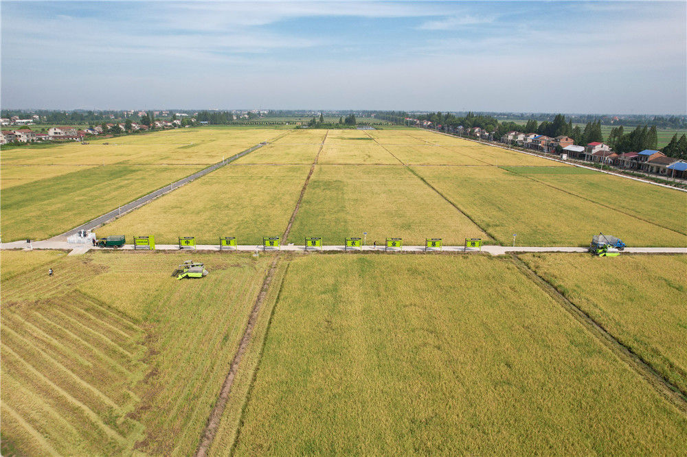 这是湖南省沅江市草尾镇中联智慧农业沅江基地的机械化收割现场(2022
