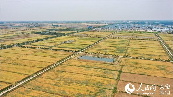 2022年5月22日,小岗村金黄的麦地洋溢着丰收的喜悦。人民网 张俊摄