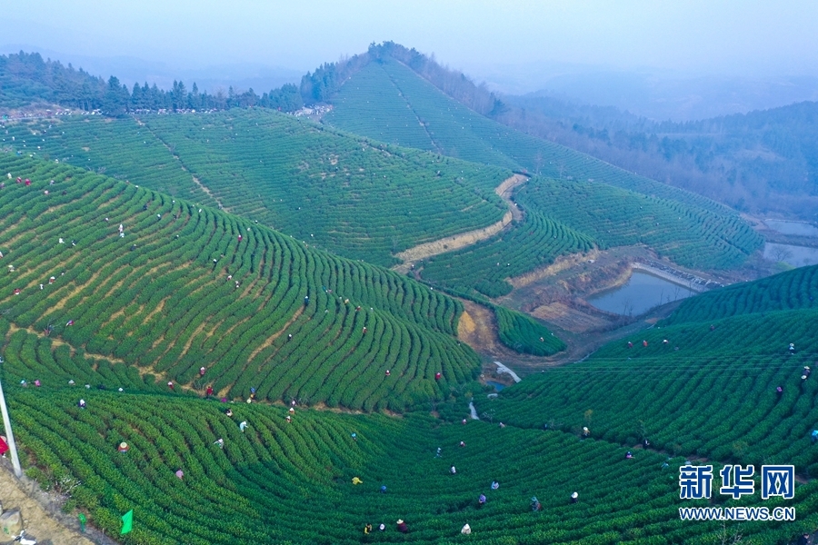 2022年3月13日，河南省信阳市光山县白雀园镇大尖山茶叶种植基地，茶农们正在采摘春茶。