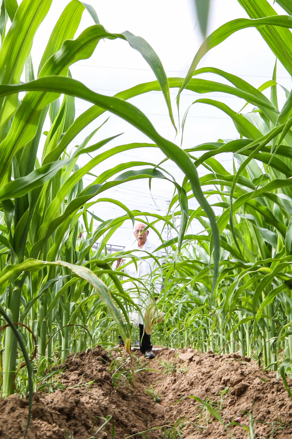 玉米育种专家程相文在海南三亚南繁科研育种基地观察玉米生长情况（2022年12月15日摄）。新华社记者 张丽芸 摄
