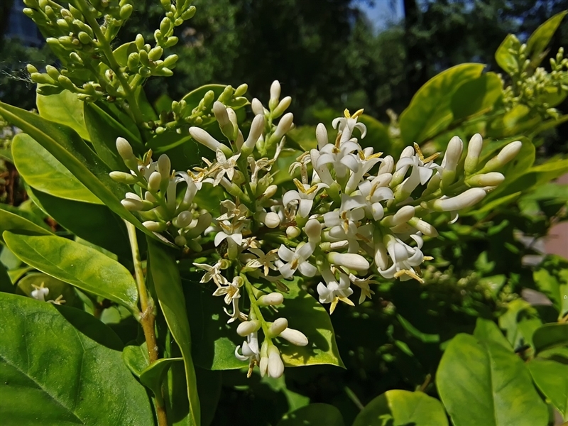 天玑拍照翻身之作!vivo S15 Pro首发评测:IMX766V拍照优秀 蜂鸟防抖够稳