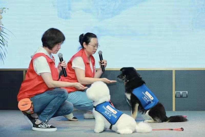 治疗犬悠悠（左）正在一次活动中表演“拒食”（等待主人发出指令才能吃食物）。受访者供图