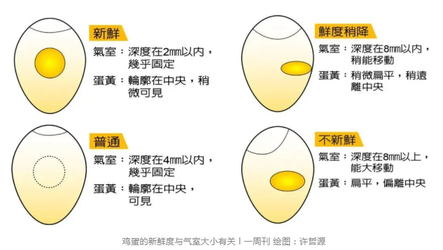 鸡蛋的内部结构作用图片