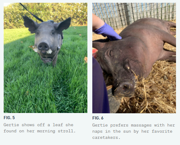 实验猪“Gertrude”自由探索和接受按摩   图片来源：Neuralink