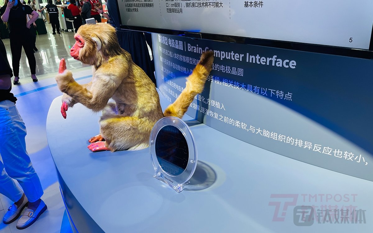 脑虎科技在2022年世界人工智能大会上展示其猕猴接入脑机接口的场景(图片来源:钛媒体App编辑拍摄)