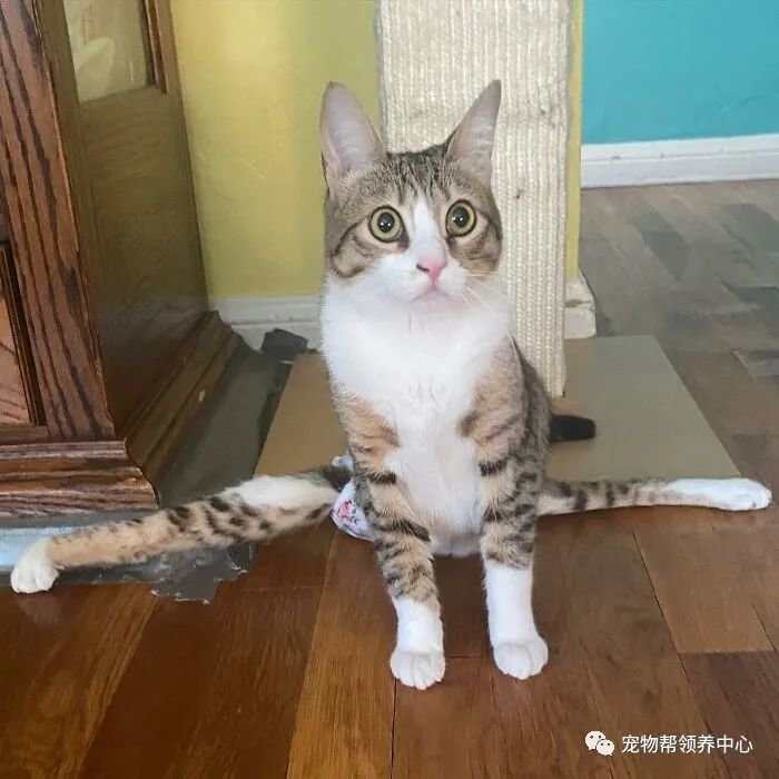 猫咪竟能露出标准劈叉姿势,惊呆众人,真相心酸又感动__凤凰网