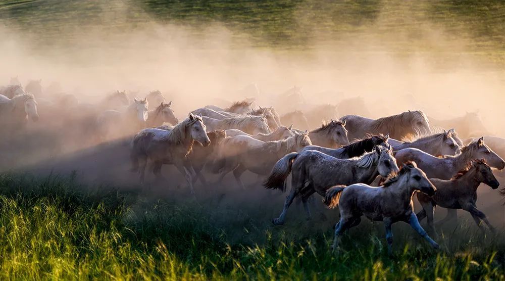 ▲ 馬群馳騁在內蒙古錫林郭勒大草原上（2020年7月31日攝） 連振攝