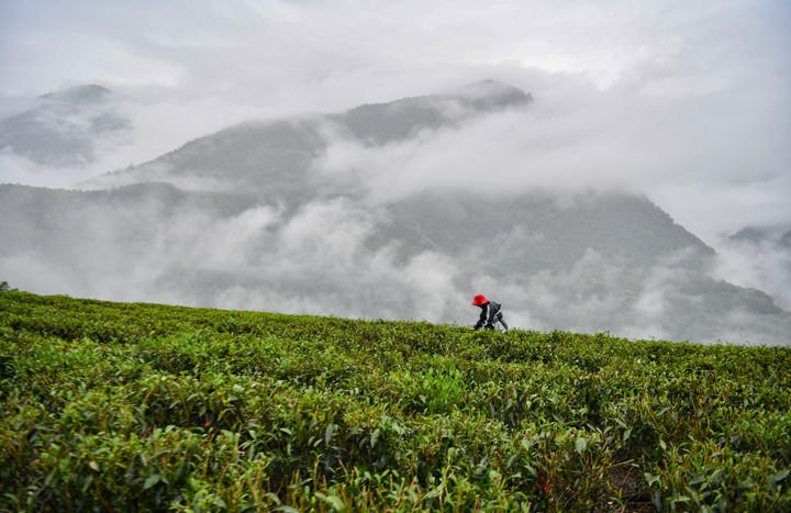 墨脱县德兴乡荷扎村村民贡桑拉姆在采茶（2022年4月16日摄）。新华社记者晋美多吉 摄