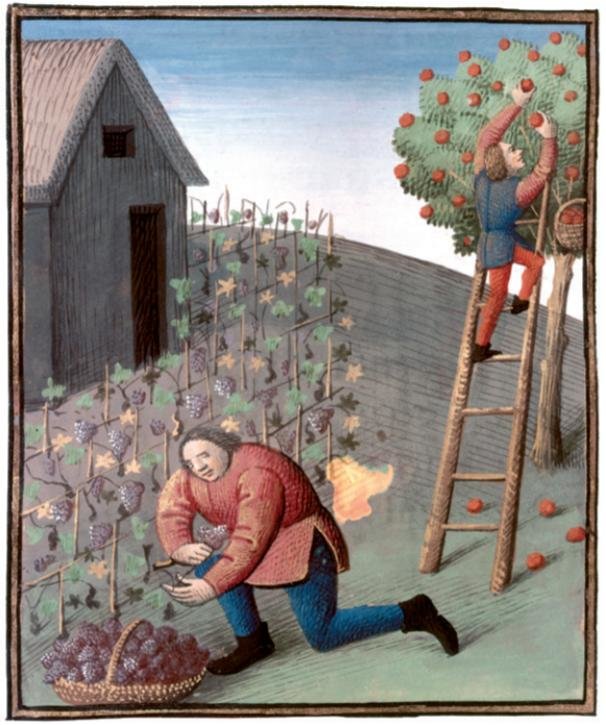《采摘葡萄与苹果》（Cueillette du raisin et des pommes），巴特莱米（Barthélemy l’Anglais）所著《事物特征之书》（Livre des propriétés des choses）中的一幅彩色插画，法文版由让·科比松（Jean Corbichon）翻译，1480年版手抄本现藏于巴黎法国国家图书馆，编号：Français9140,fol.186V。