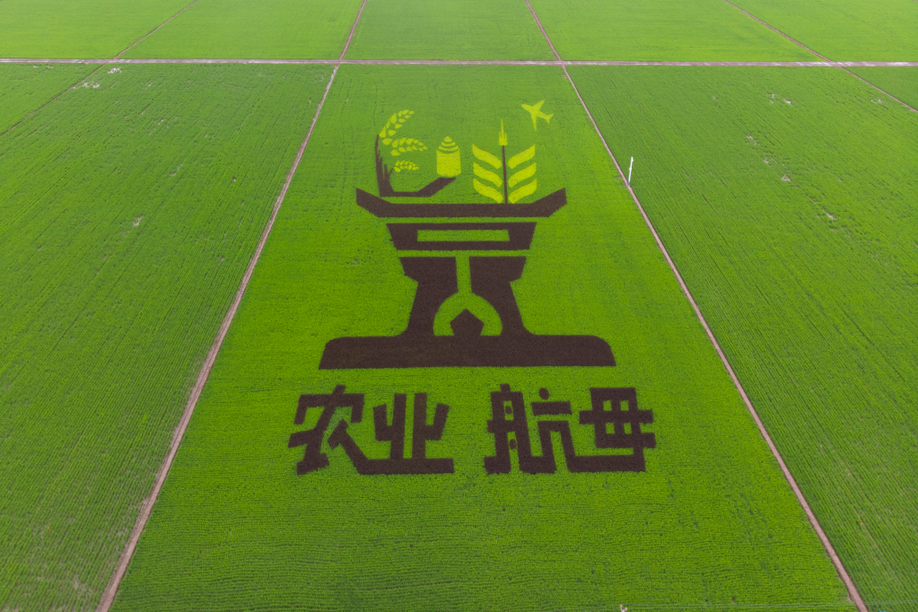 北大荒集团前哨农场有限公司的稻田画。新华社记者张涛摄