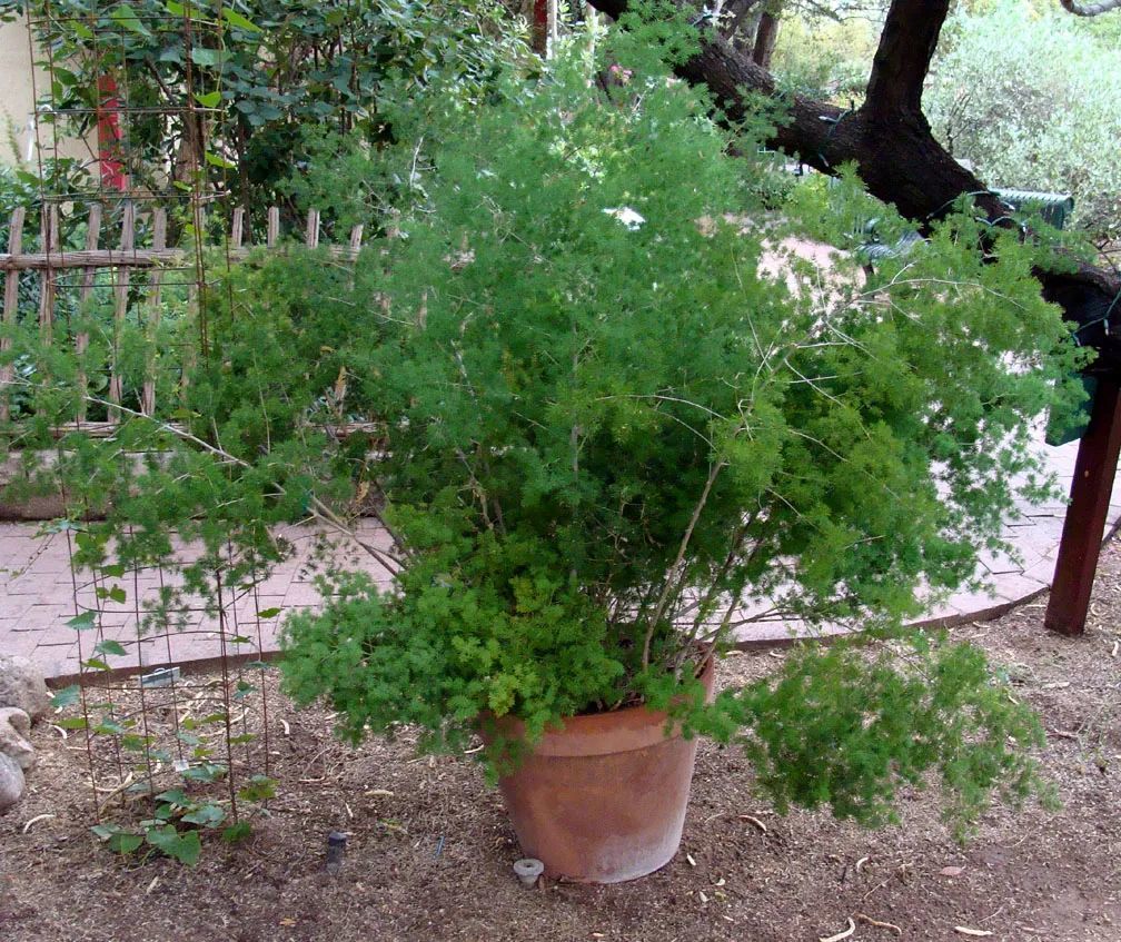 比文竹好养百倍的蓬莱松，做好这几点，可远离烂根黄叶_凤凰网