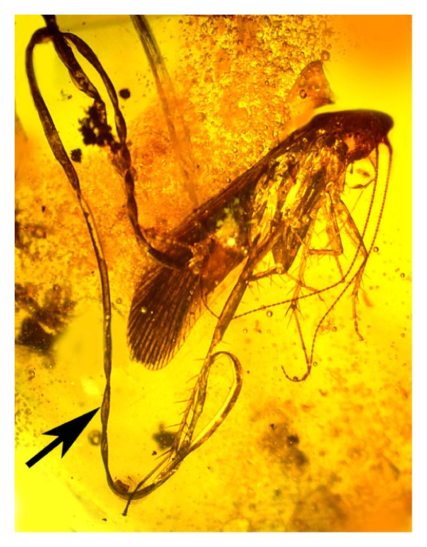 铁线虫显微镜下的图片图片