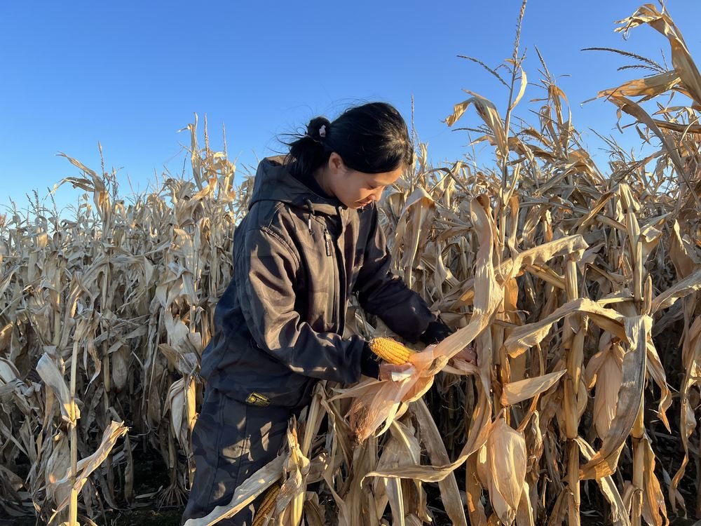 魏代玲在田间查看玉米长势。新华社记者刘赫垚　摄
