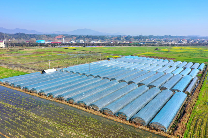 江西省芦溪县芦溪镇年丰村大棚蔬菜种植基地。王强摄