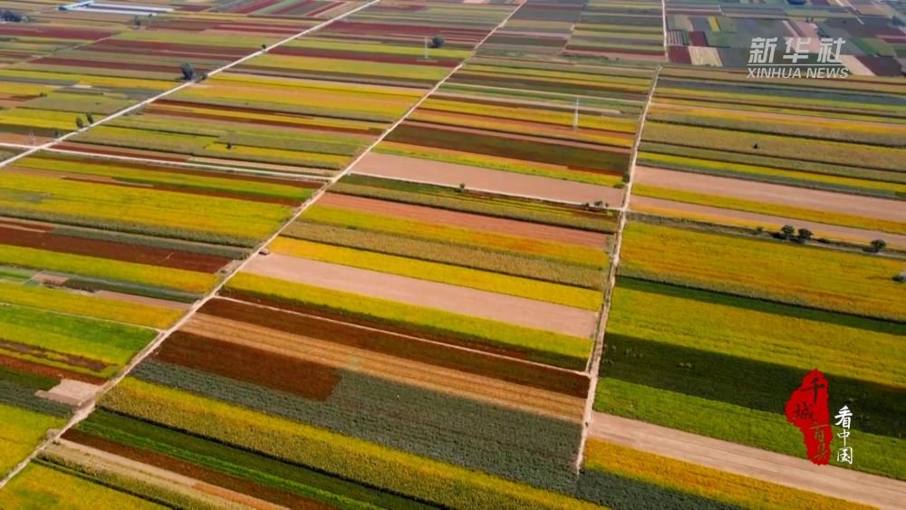 山东巨野五彩斑斓的秋收大地