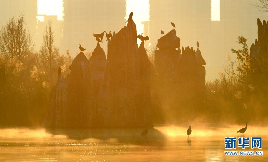 红河州弥勒市湖泉生态园内，成群的水鸟沐浴在晨光里（摄于2月16日）。新华网发（普佳勇/摄）