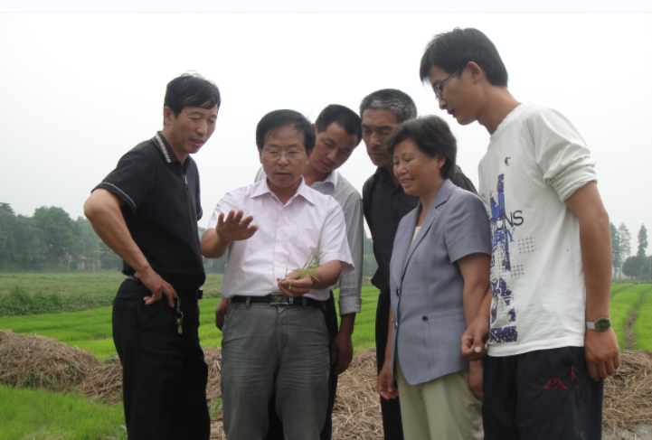 (王才林在指导农户分析秧苗生长情况)