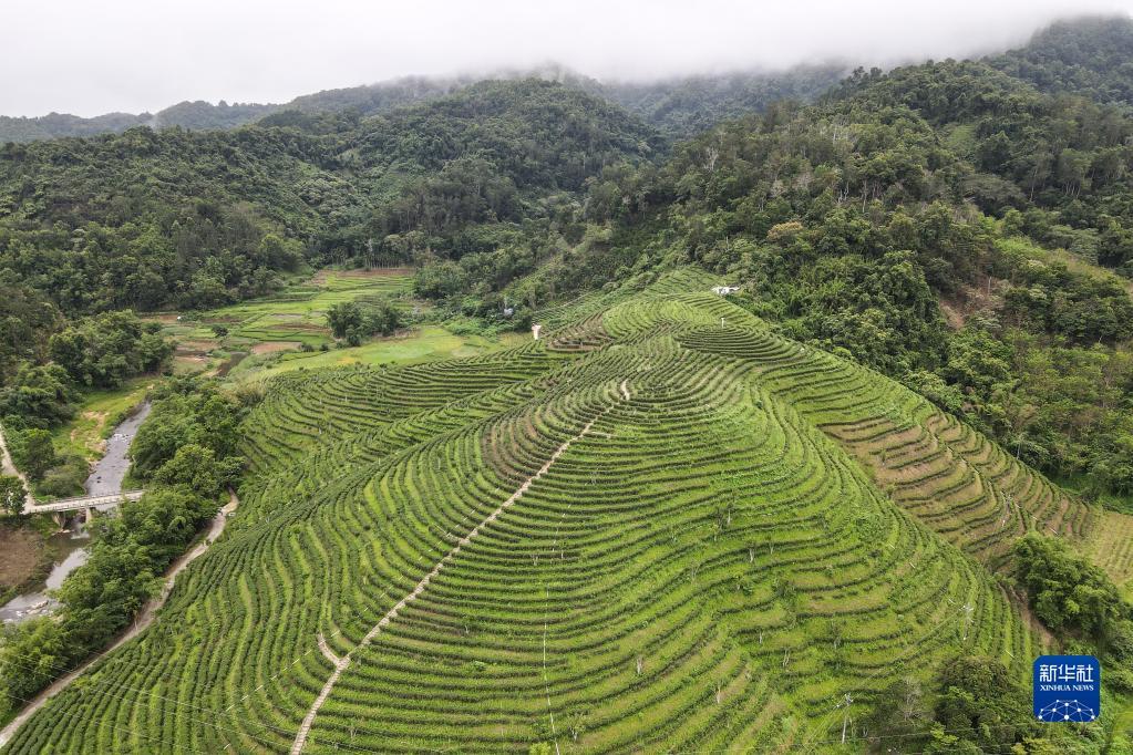 五指山脚下的一个茶园(5月18日摄,无人机照片)。新华社记者 张丽芸 摄