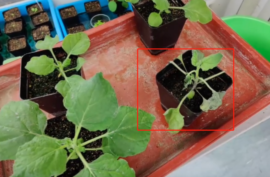 上辈子造孽 这辈子读研做实验