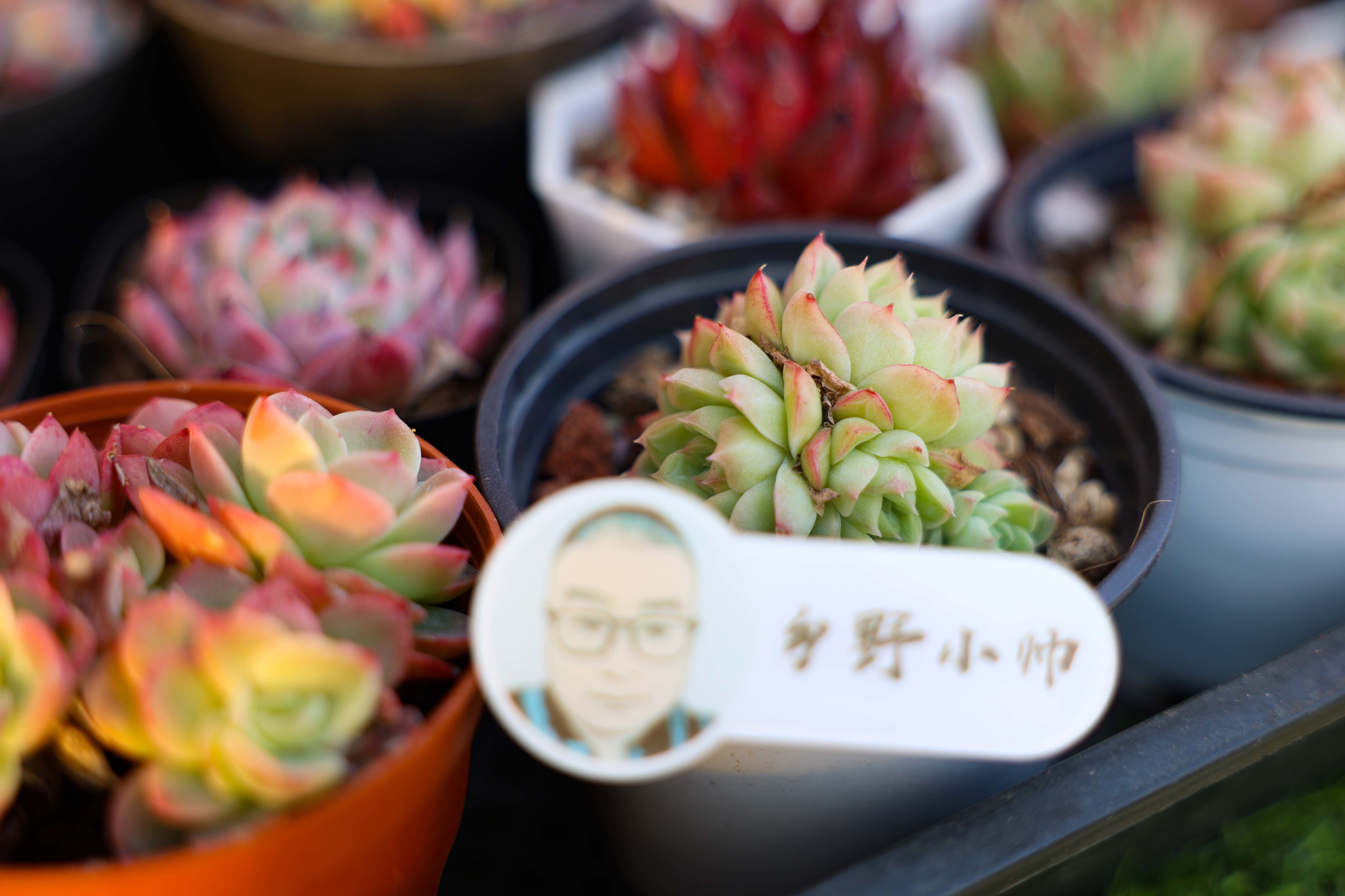 梦幻女王 秋丽 红浆果 三款高颜值多肉 个个诱人 凤凰网