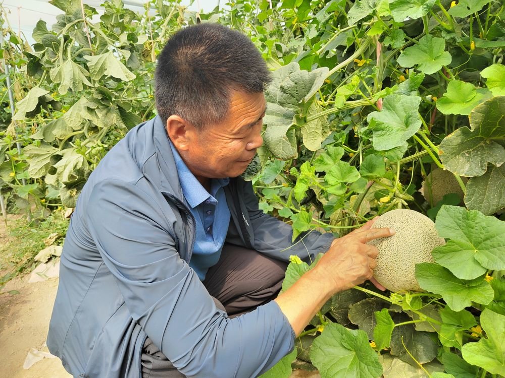 曹辉在合作社温棚内查看网纹瓜长势。（新华社记者张亮摄）