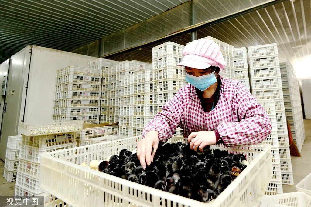 2022年2月7日，湖南省娄底市双峰县印塘乡吴湾村一禽业农民专业合作社，村民在分拣刚出壳的雏鸡。