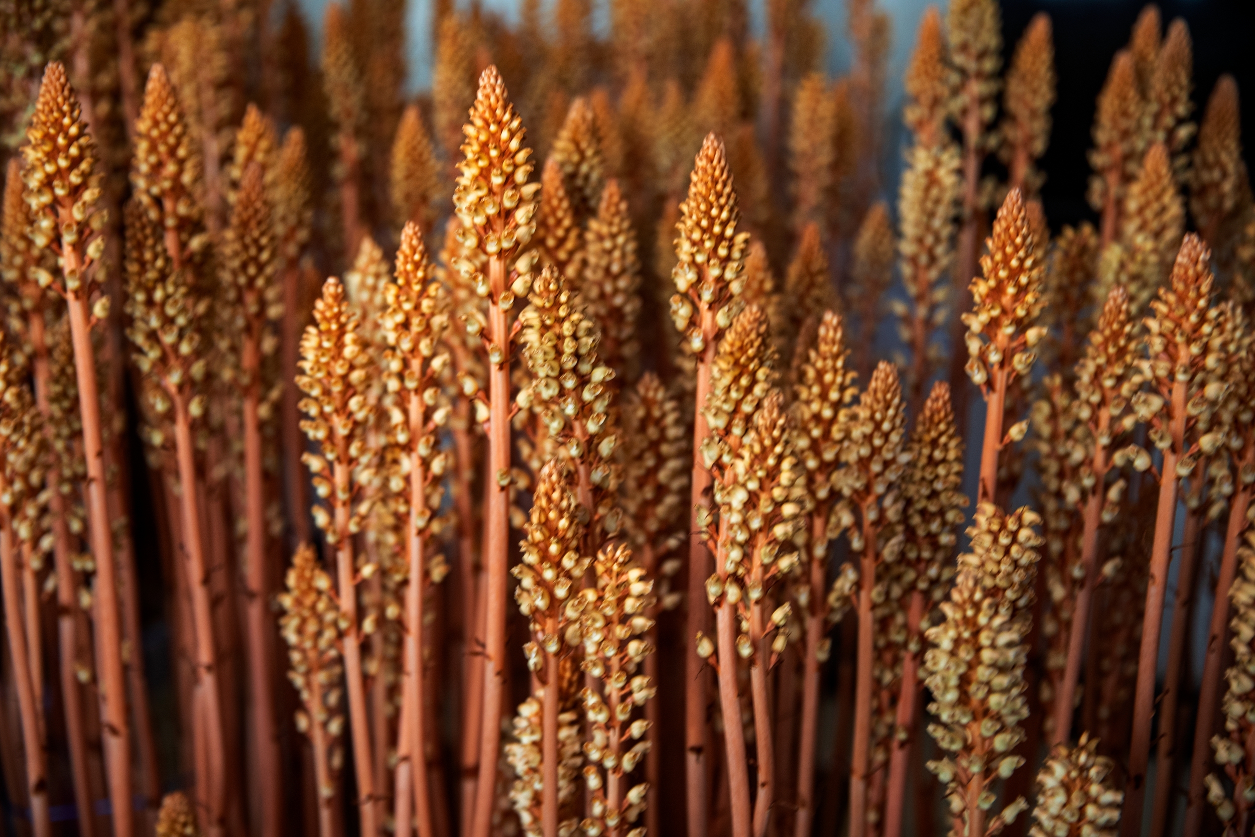 湖北宜昌:夷陵山区王芳一年向农户提供20万颗乌红杂交