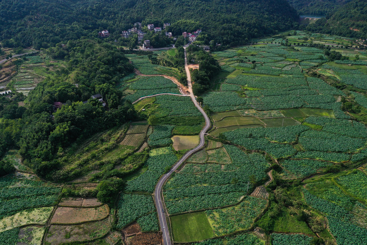 6月29日，空中俯瞰杭州市建德市大慈岩镇里叶村的大片荷田。记者 徐昱 摄