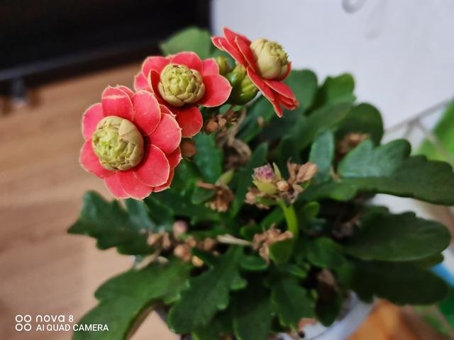 李明喆养的花正开得旺盛 图/受访者