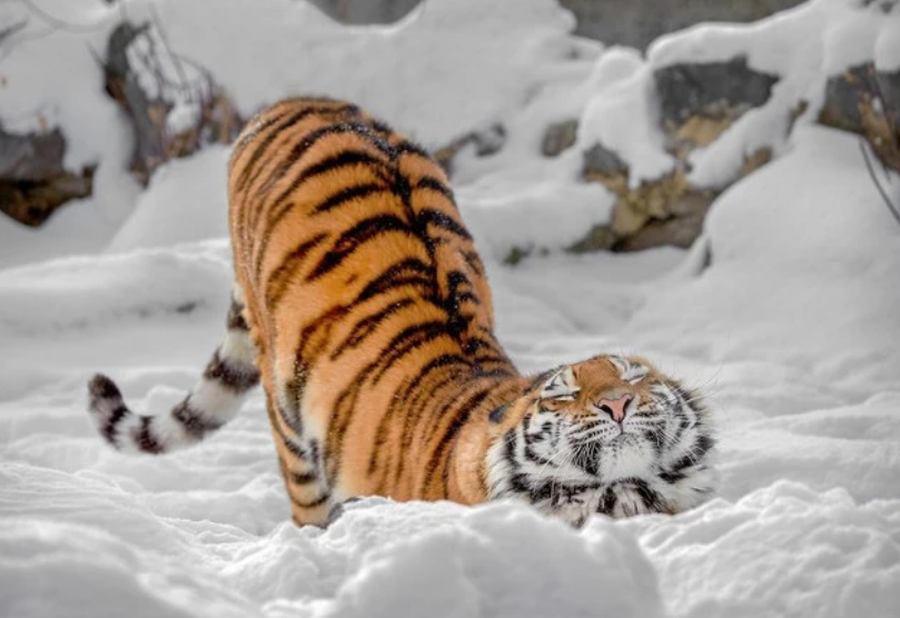 猫生虎威:这只老虎怎么"猫里猫气"的?