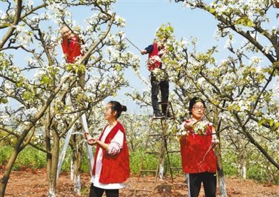 四川眉山市仁寿县曹家镇梨树村，党员在帮助果农为梨花授粉，确保增产增收，助力乡村振兴。