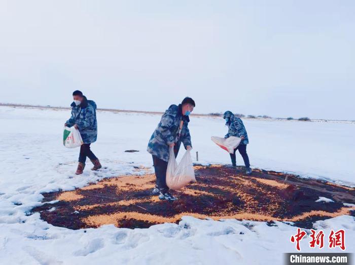 柳旭 摄在黑龙江挠力河国家级保护区,这里去年冬天雪大,积雪较深,鸟类