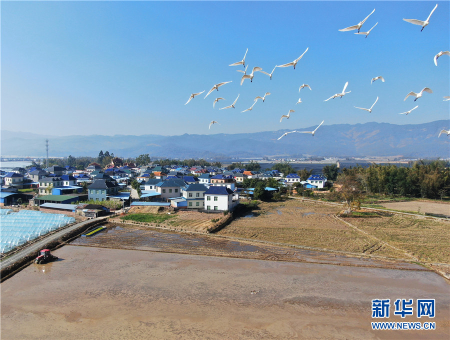 云南省勐海县勐遮镇曼光村村民在驾驶拖拉机耙田(2月13日摄).