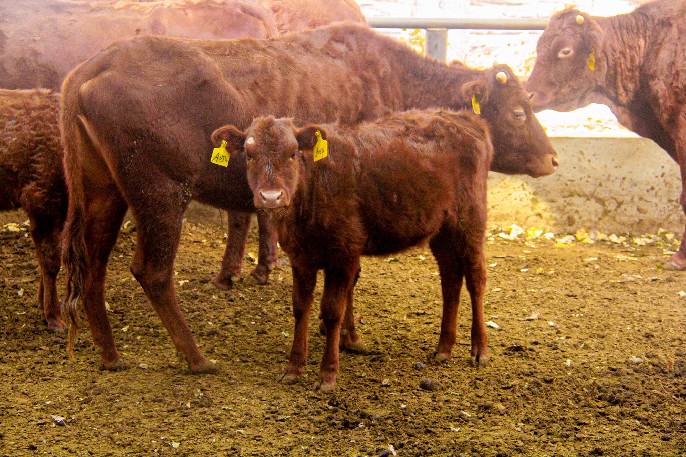 兼顾品质与营养价值河南平顶山郏县红牛肉质堪比日本和牛
