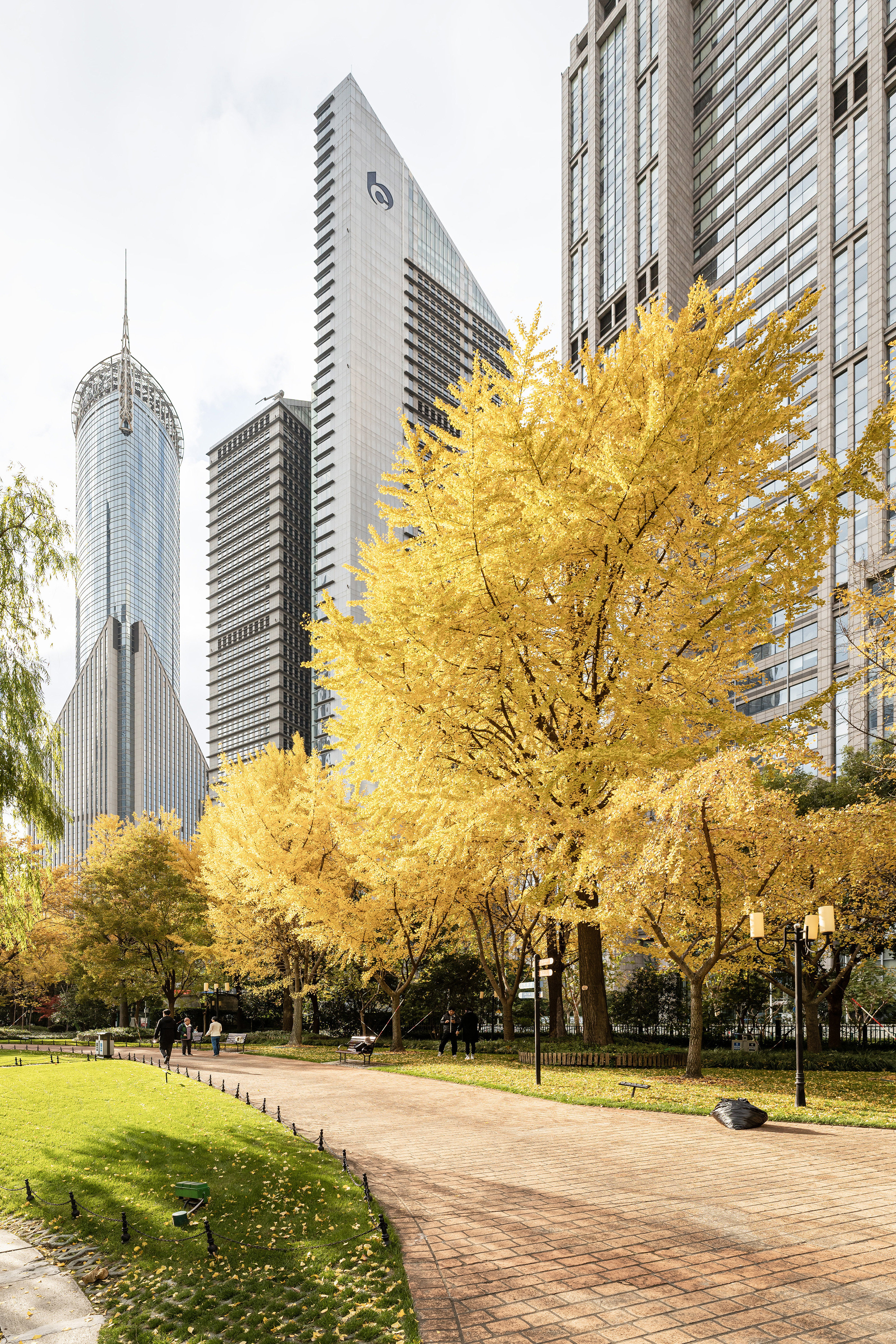 上海-陆家嘴中心绿地-大银杏树 2.JPG