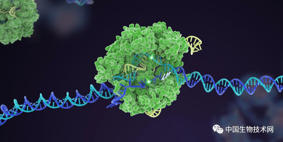 无需病毒载体的crispr__凤凰网