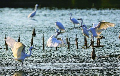 一群鹭鸟飞临位于深圳龙岗区龙城街道的大运中心湖畔。周洋摄