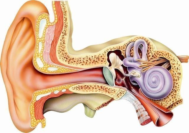 从生物学角度分析 耳机和音箱的听感到底有何不同?