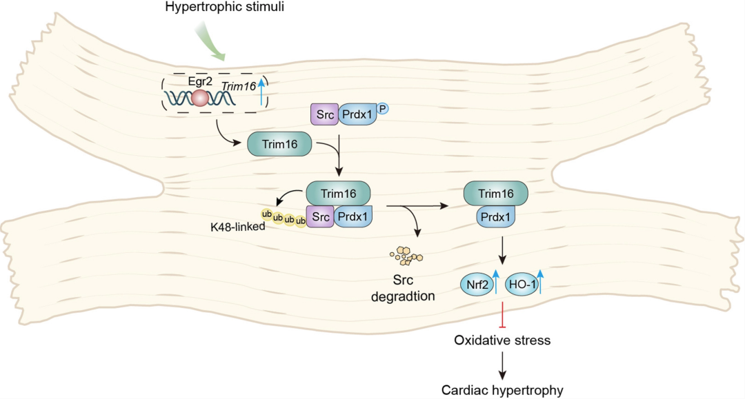 李红良教授团队发现病理性心肌肥厚调控新机制