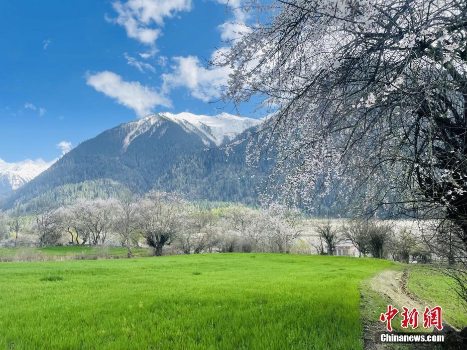 西藏林芝,桃花,草地和远处的雪山组成田园画卷 冉文娟 摄