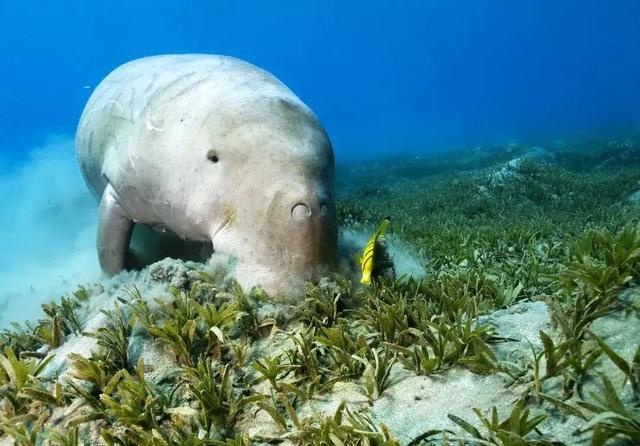儒艮在中国功能性灭绝_凤凰网资讯_凤凰网