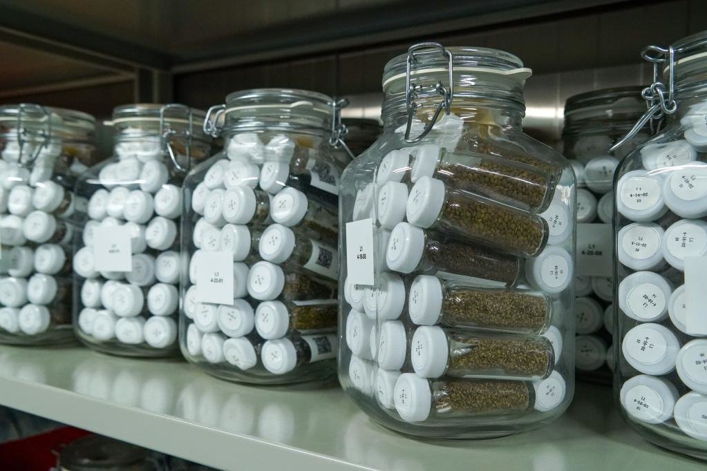 这是11月24日在成都中医药大学拍摄的中药种质资源单体库中保存的种子